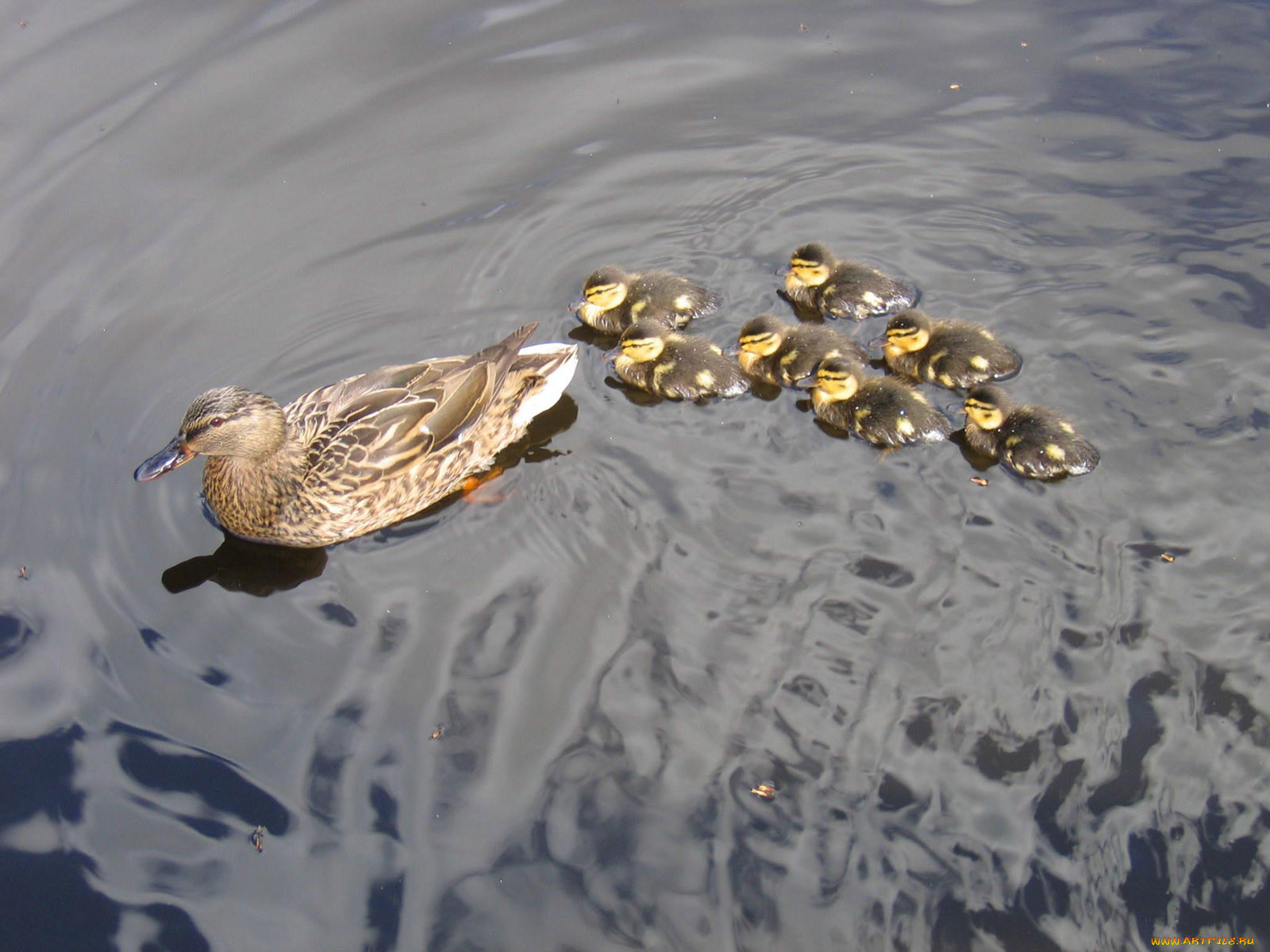 mother, duck, and, ducklings, , 